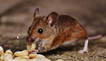 24 Hour & Emergency Exterminators in Mcgehee, AR